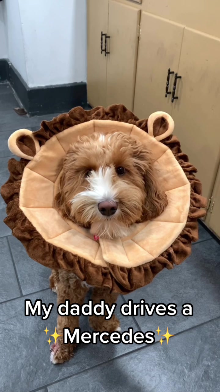 @sfurbanpethospital