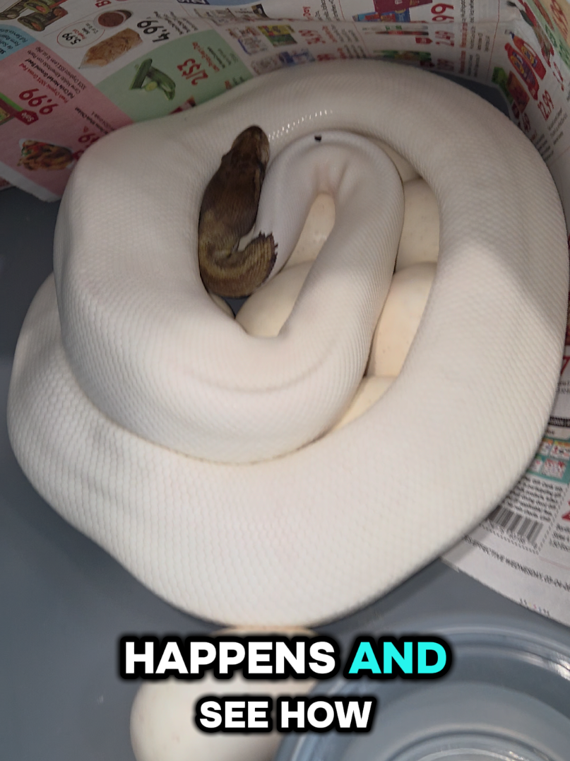 @Rikers Reptiles