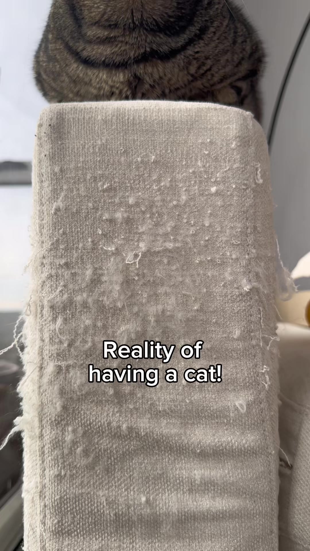 @Cat Tigrous