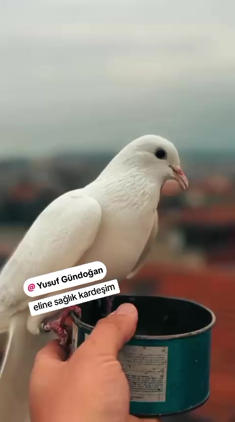 @zuzu20