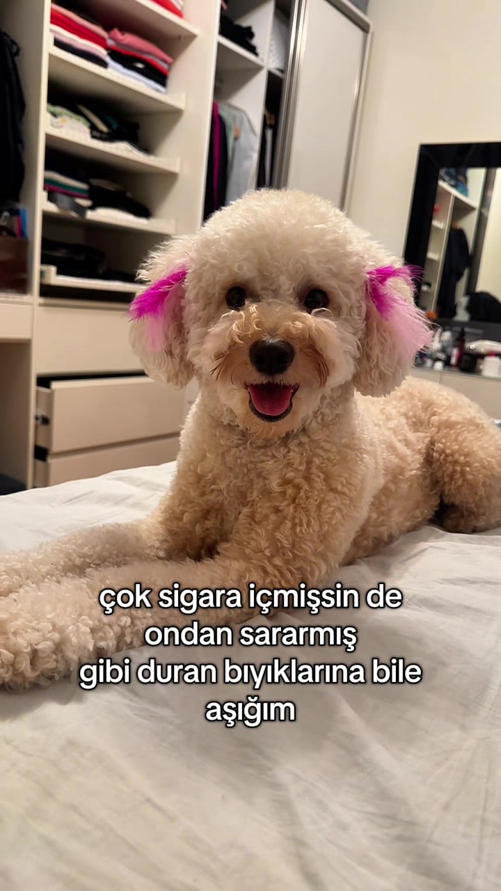 @gizoli88