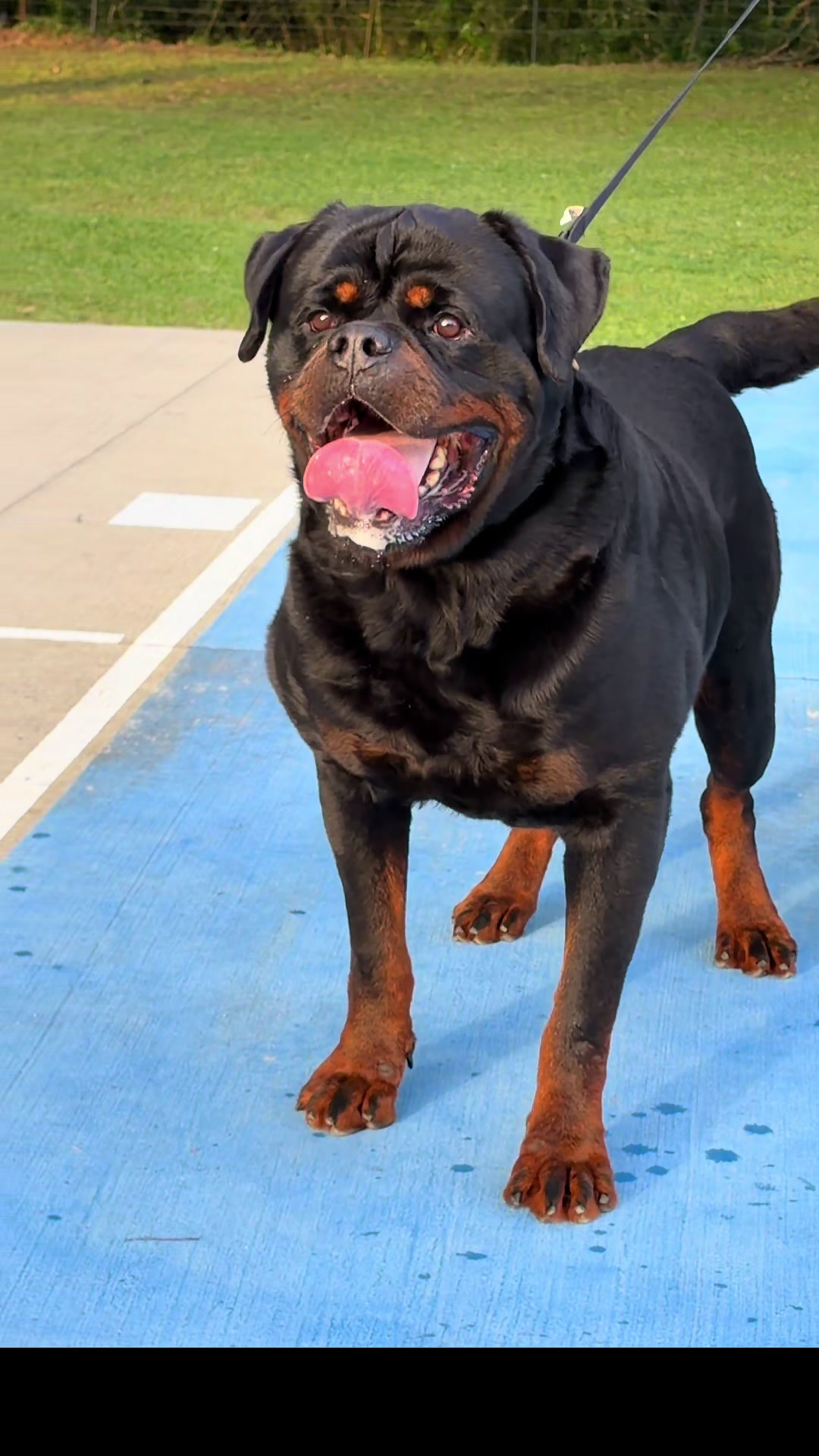 @King Vasko Rottweilers