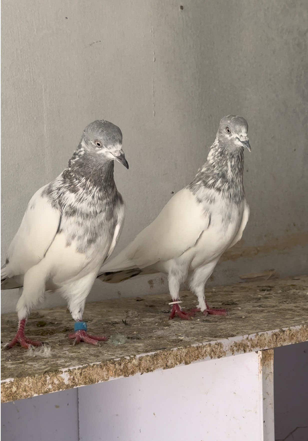 @Aero Pigeons Club