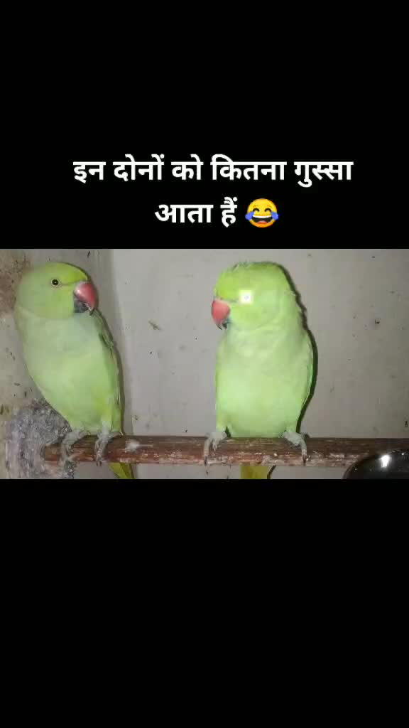 @Rakshadita
