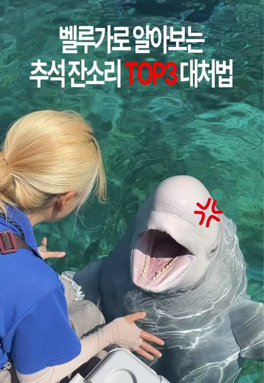 @DolphinTok