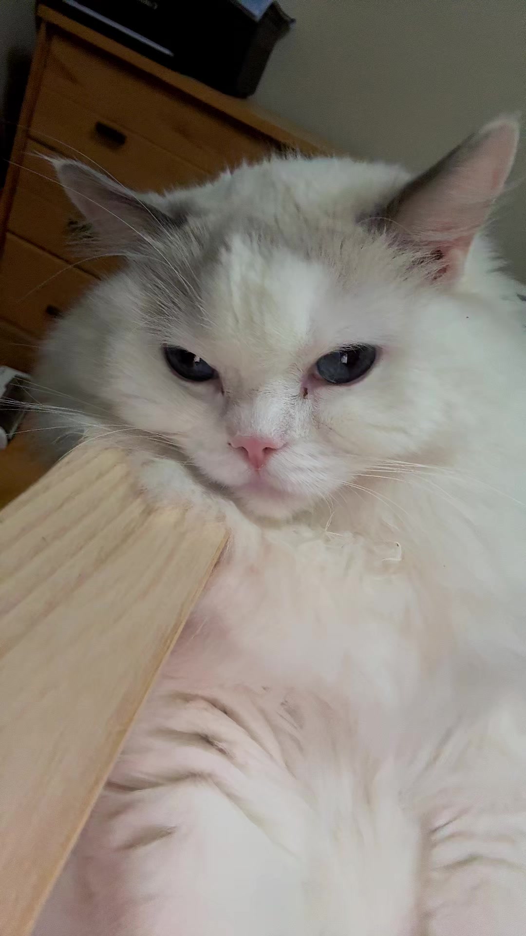 @Princess Yuna 😽