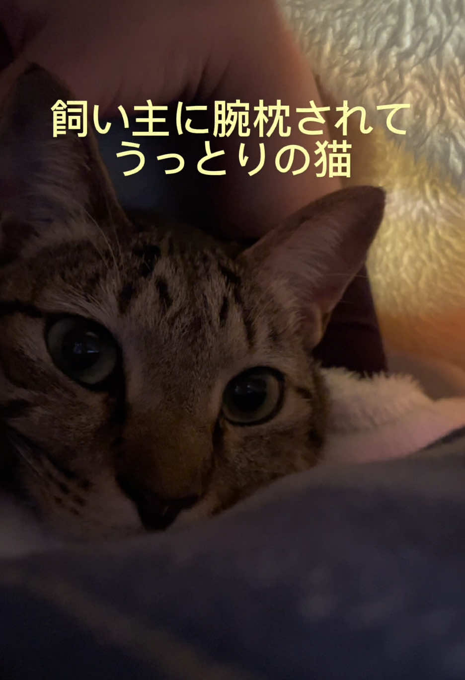 @こゆきチャンネル