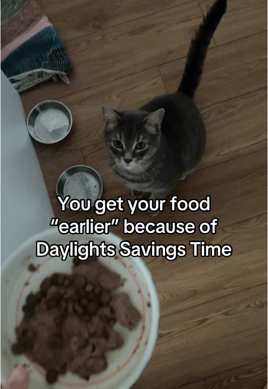 @Ollie 🐱