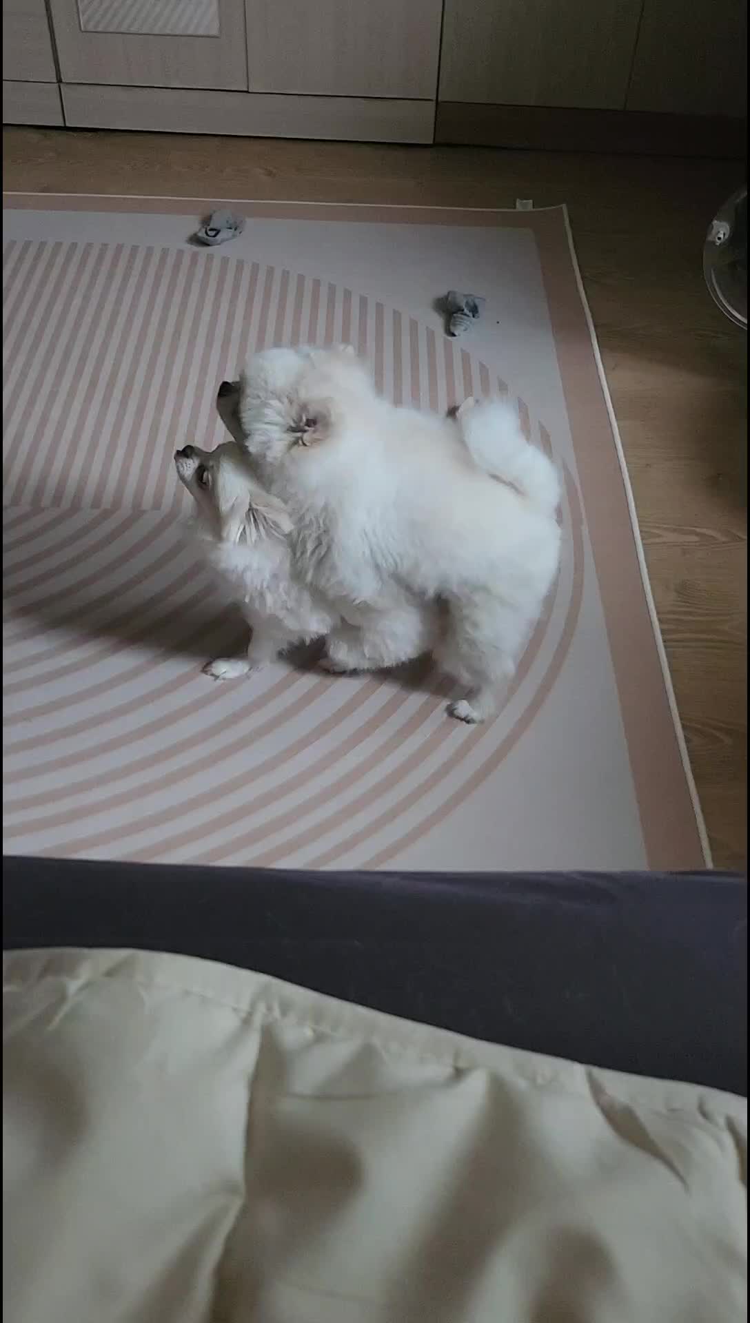 @두진이와두리 아빠