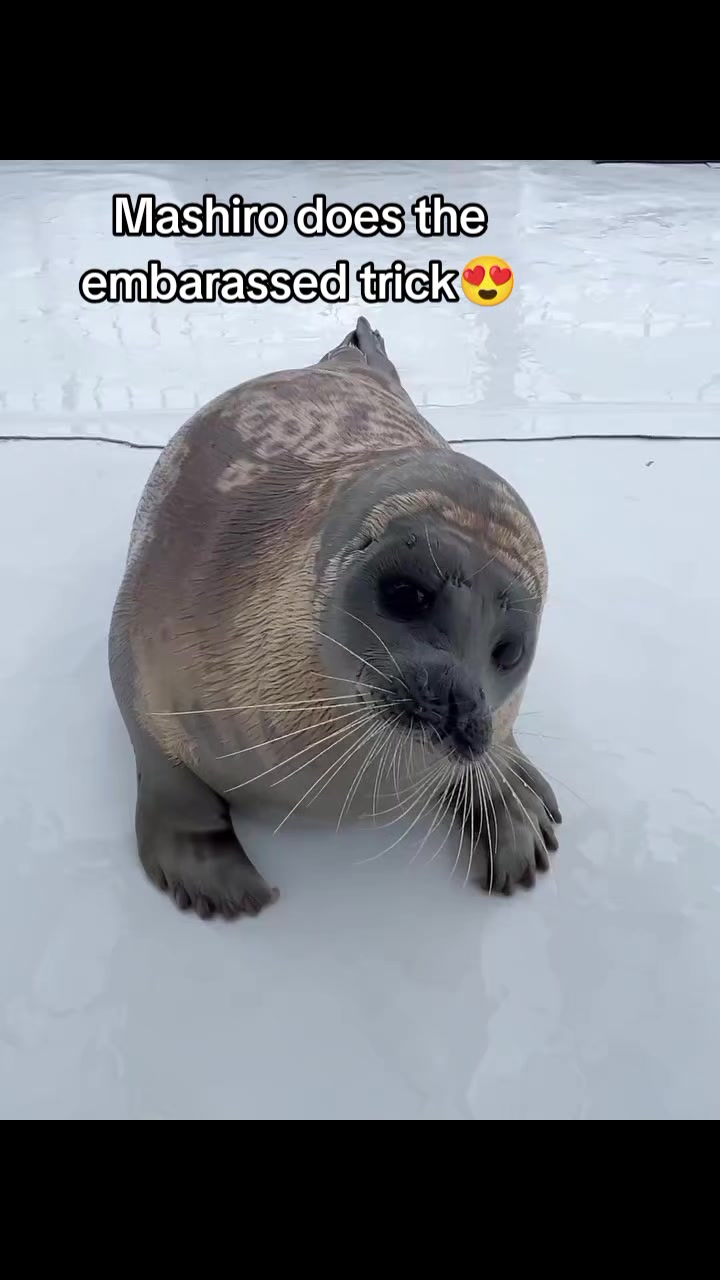 @Whysosealious?