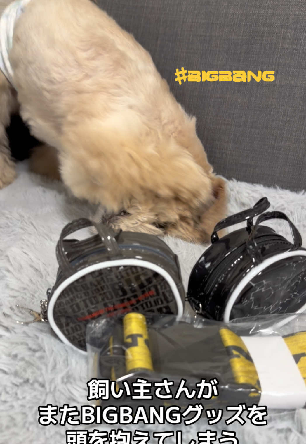 @マルプーの小太郎(코타로 )🇯🇵🐶
