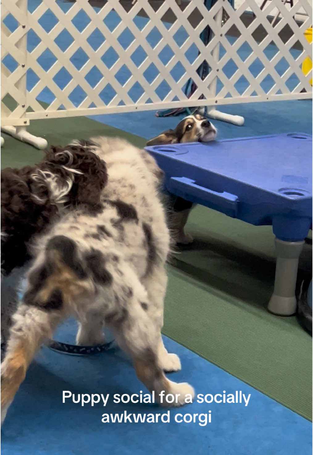 @Cannoli the Corgi