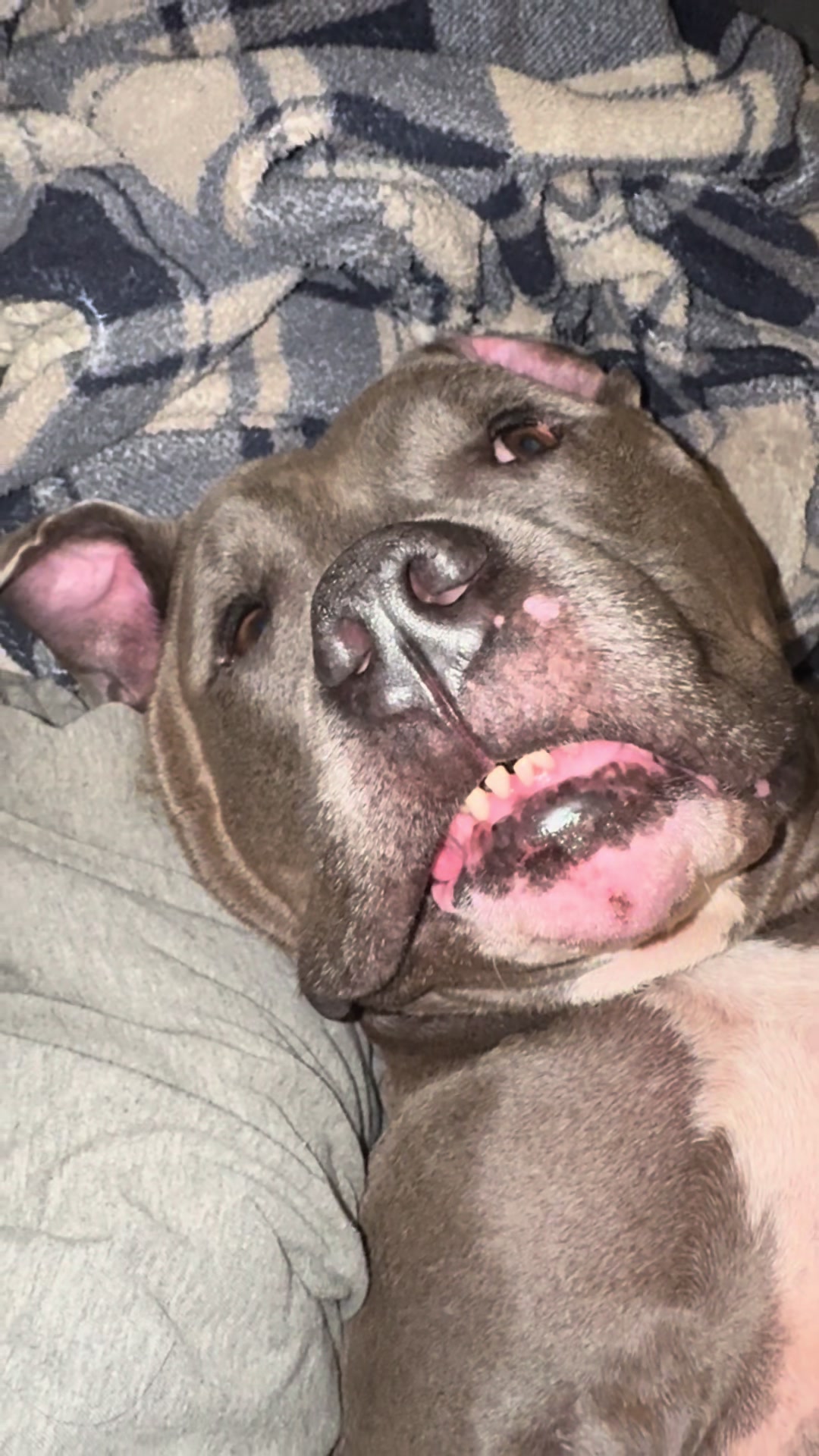 @Pittie Mom