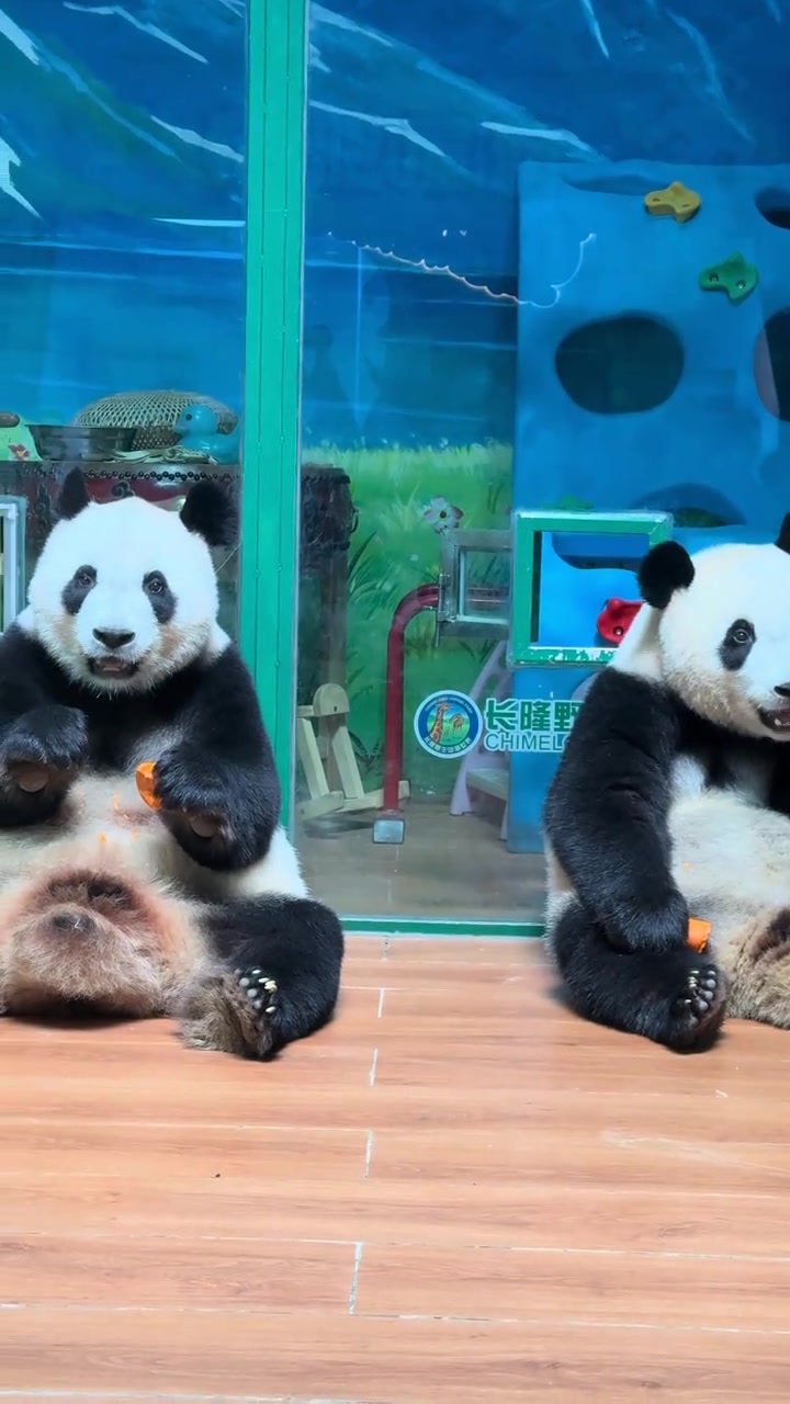 @熊猫妹珠🐼