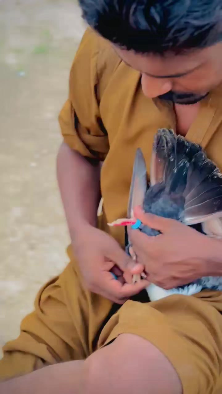 @عدیل رحمن لیہ وال کبوتر باز