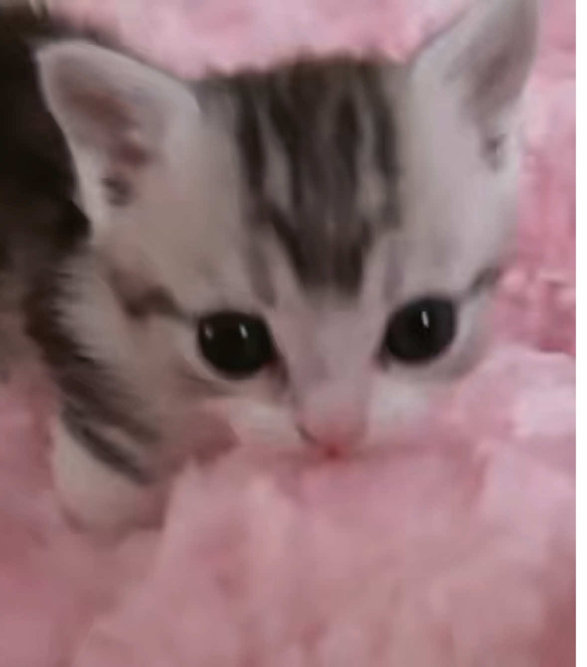 @meow