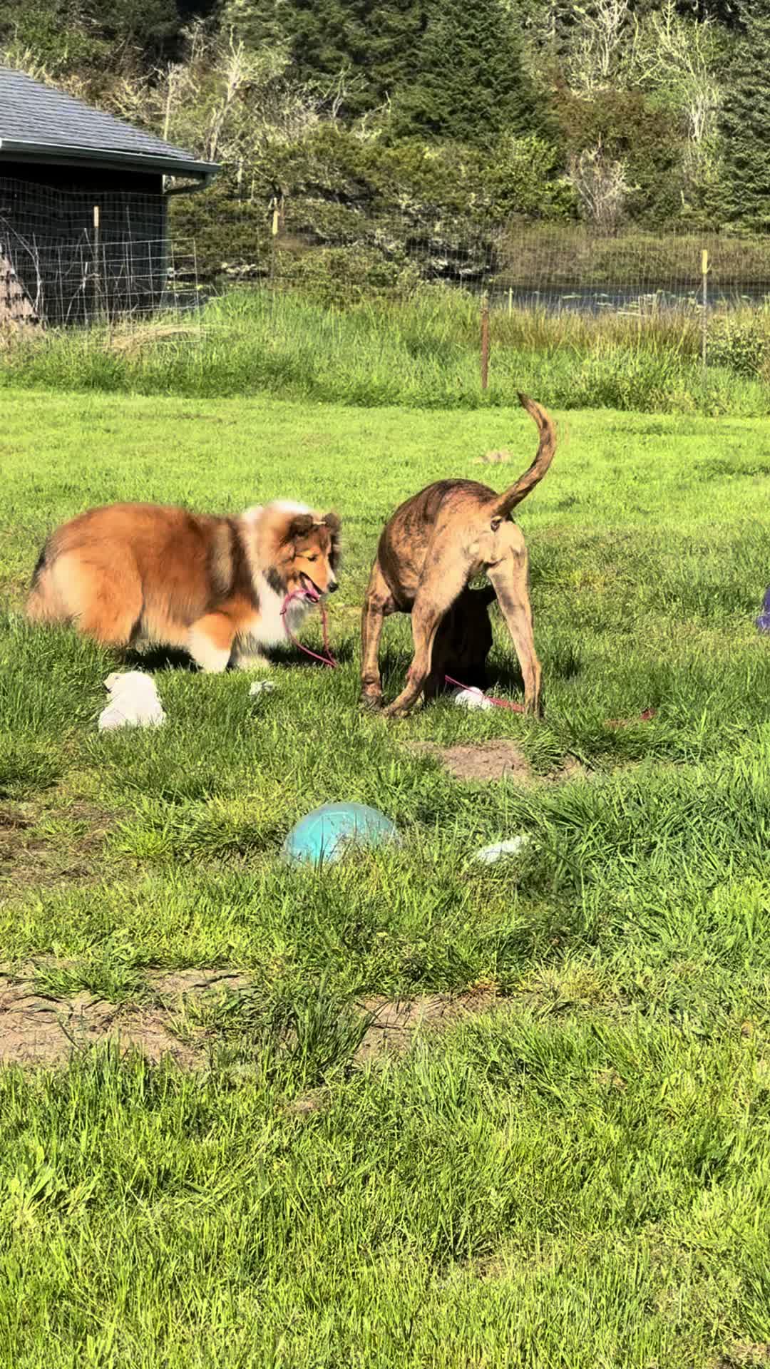 @Heather Discovery Canine Adv.