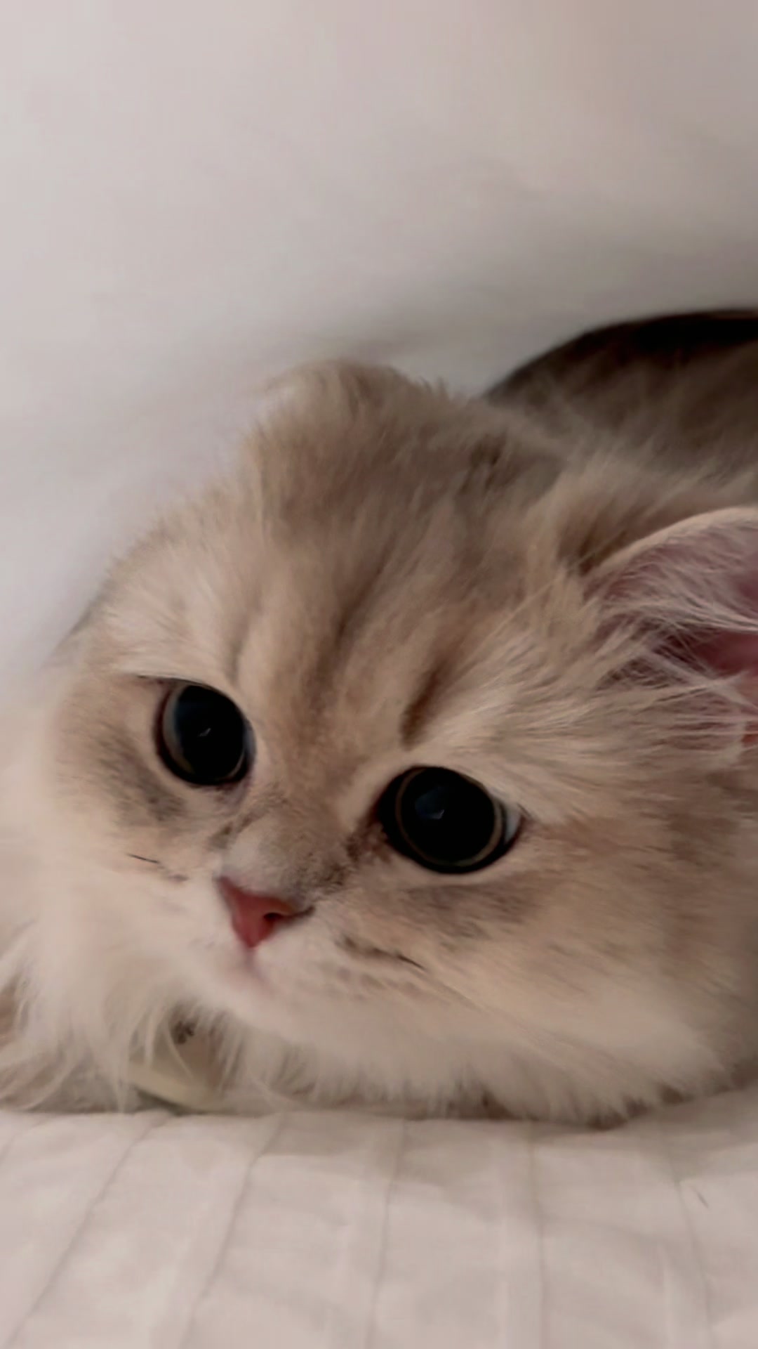 @WaggingTales