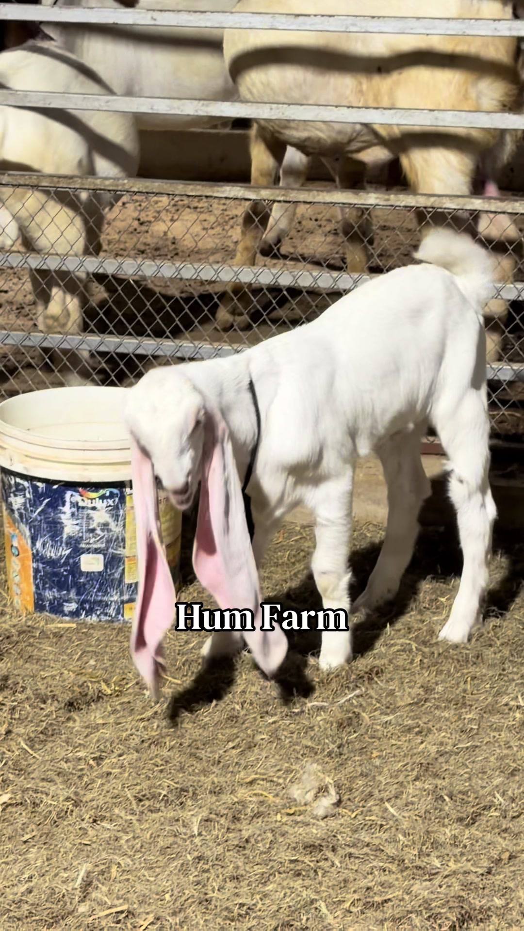 @Hum Farm