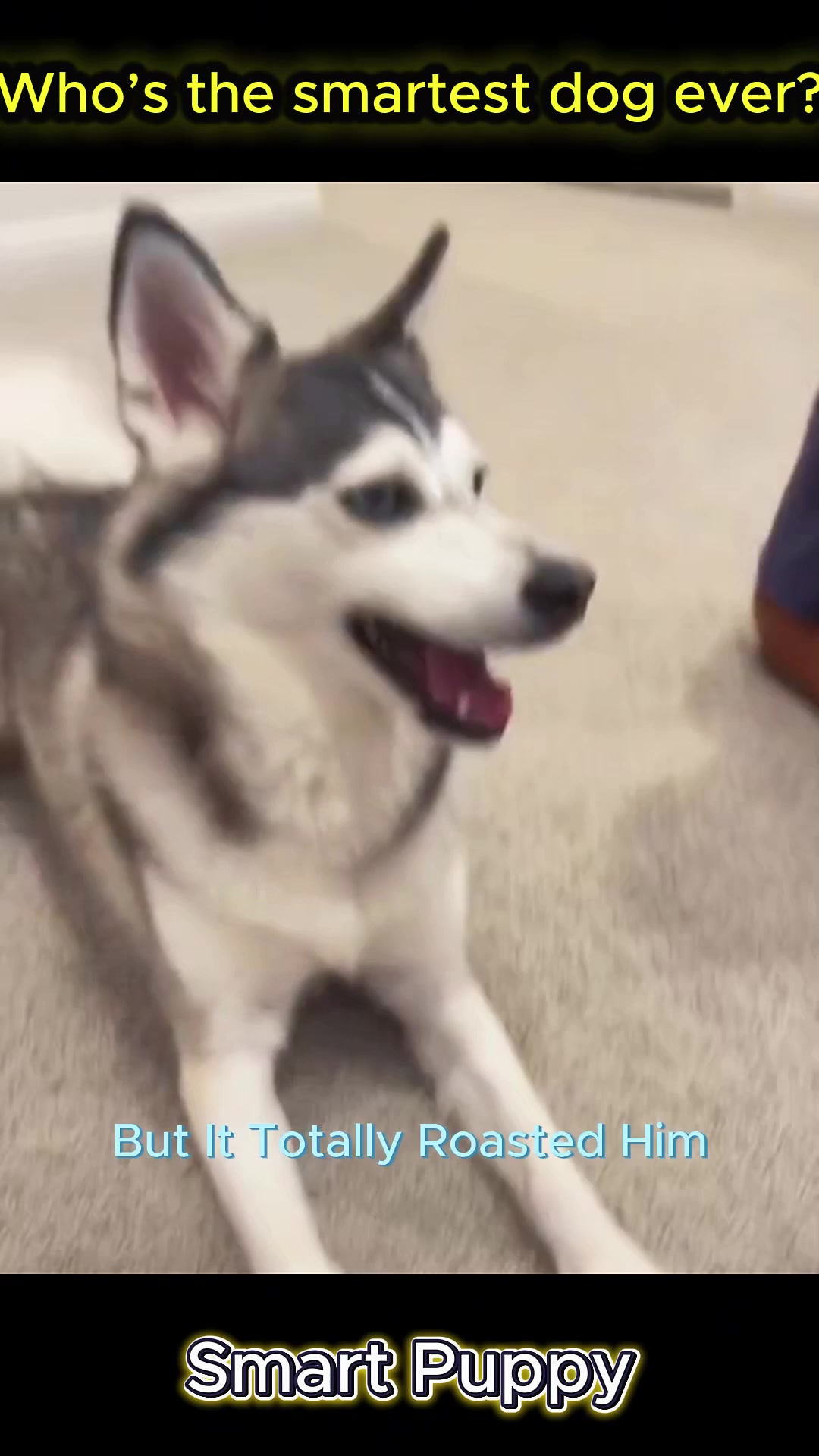 @pet.funny799