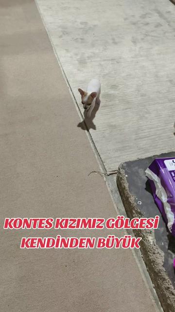 @🐕ŞHİVA MİNİK PATİLER🐕