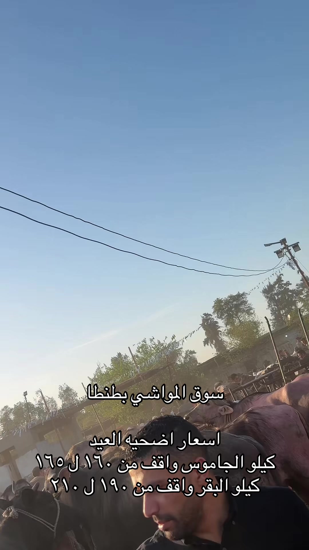 @محمد امين عيد