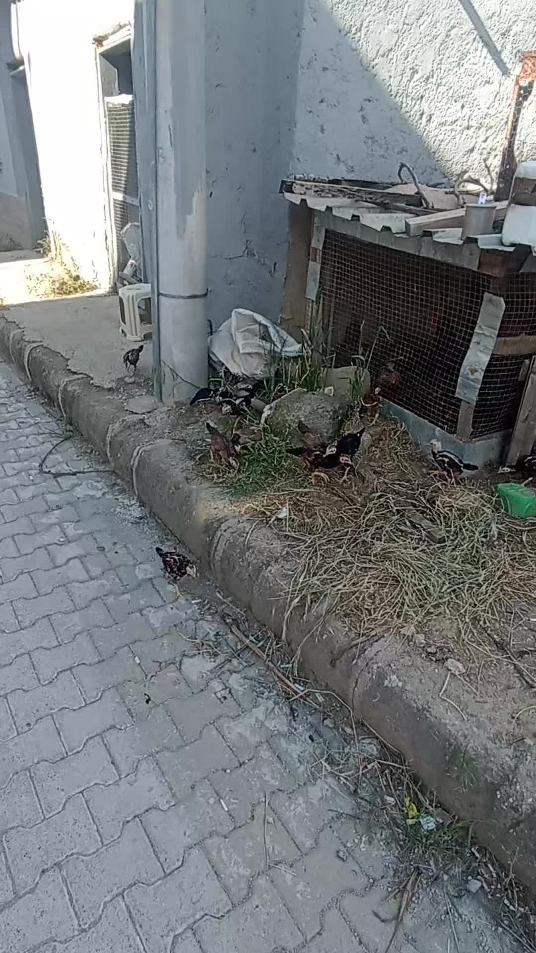 @muhammed Esad T&uuml;rkkan