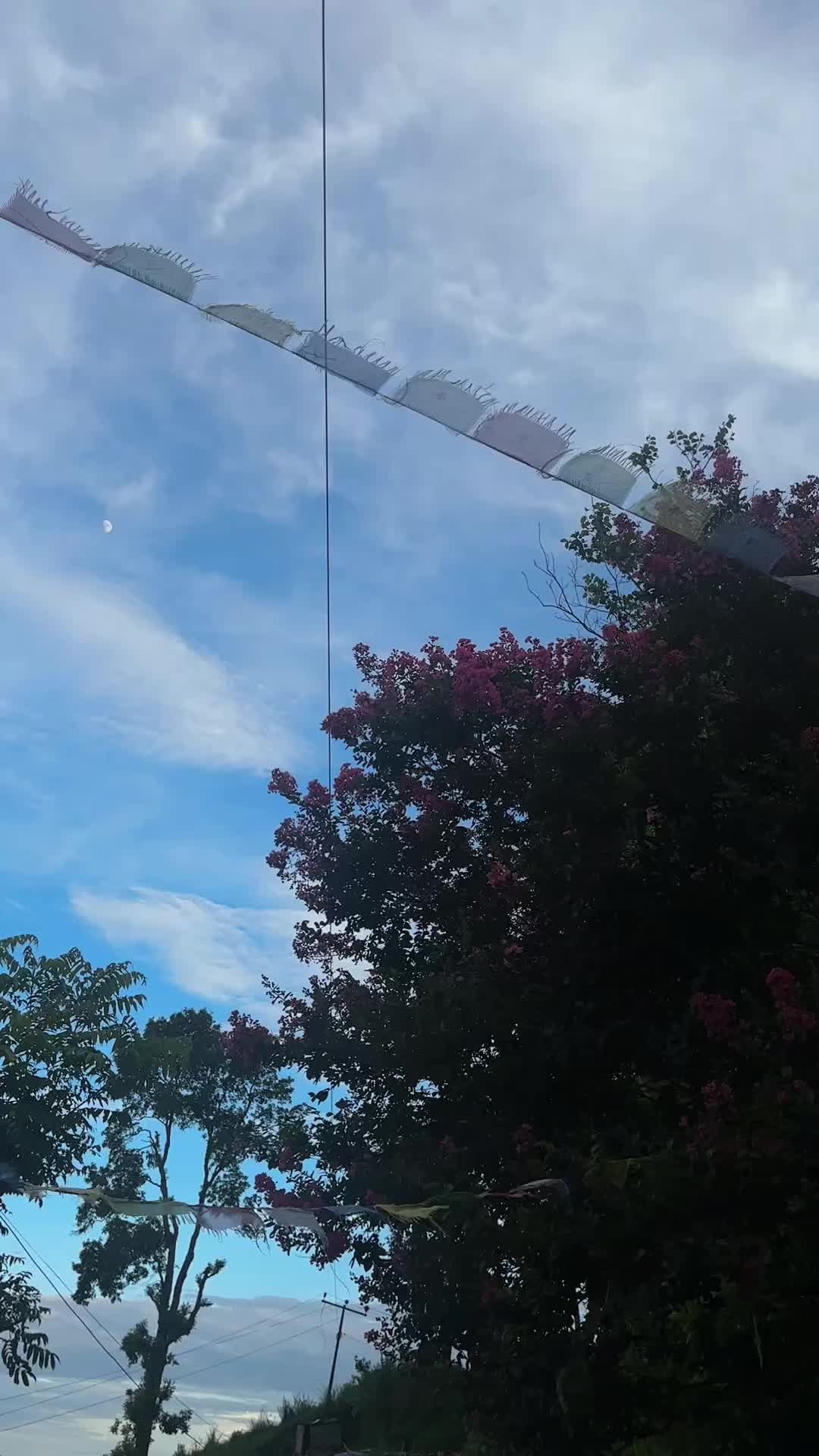 @🌻