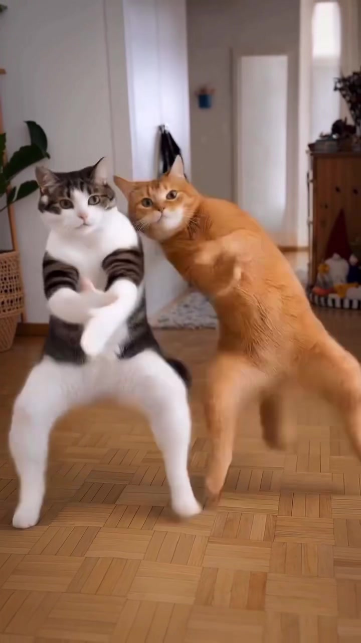 @M&egrave;o 247