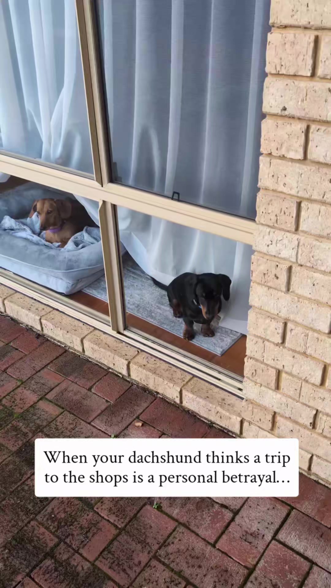 @The Dachshund Diaries ๐พ