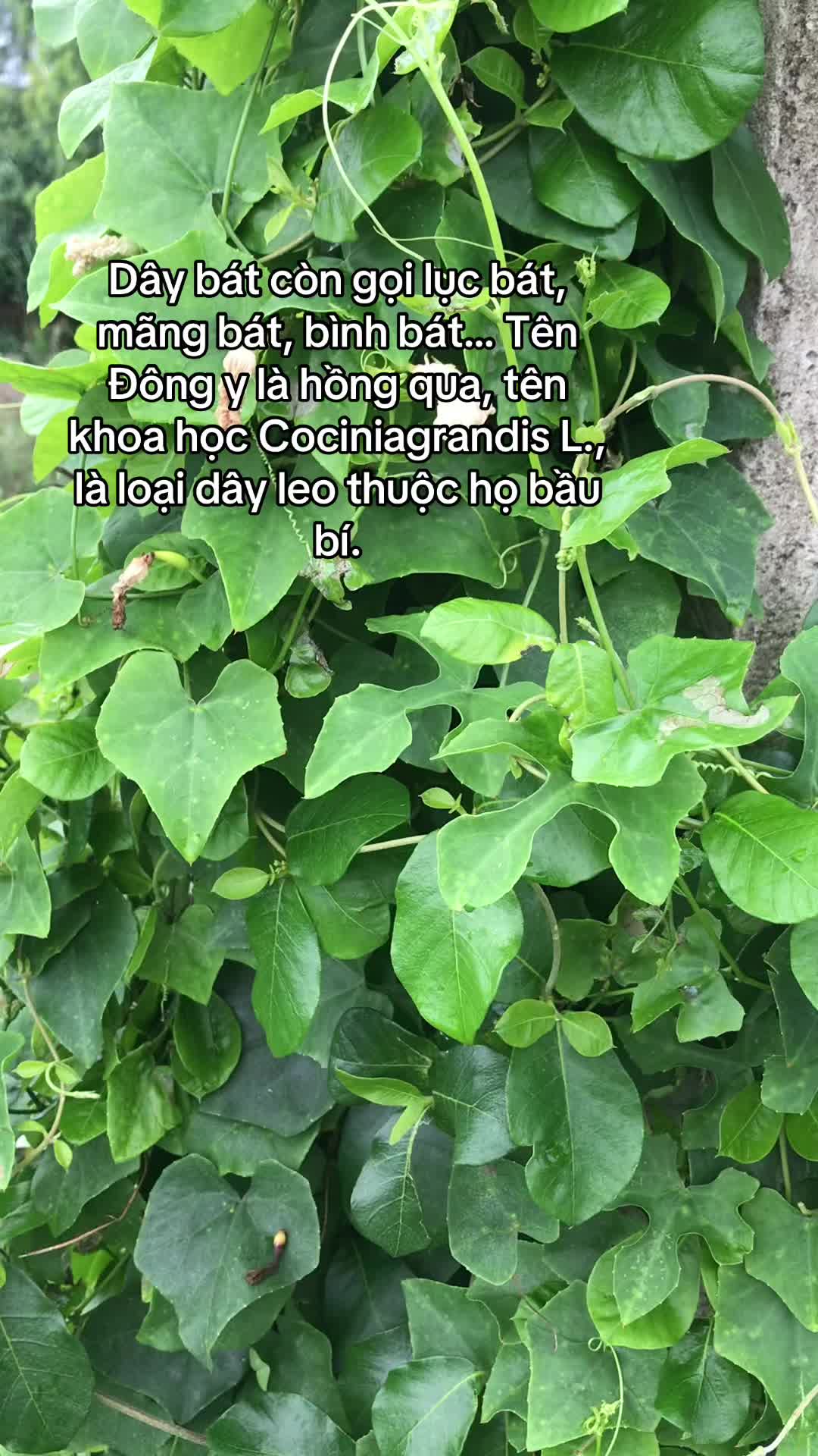@B&Aacute;CH VỊ PHƯƠNG NAM