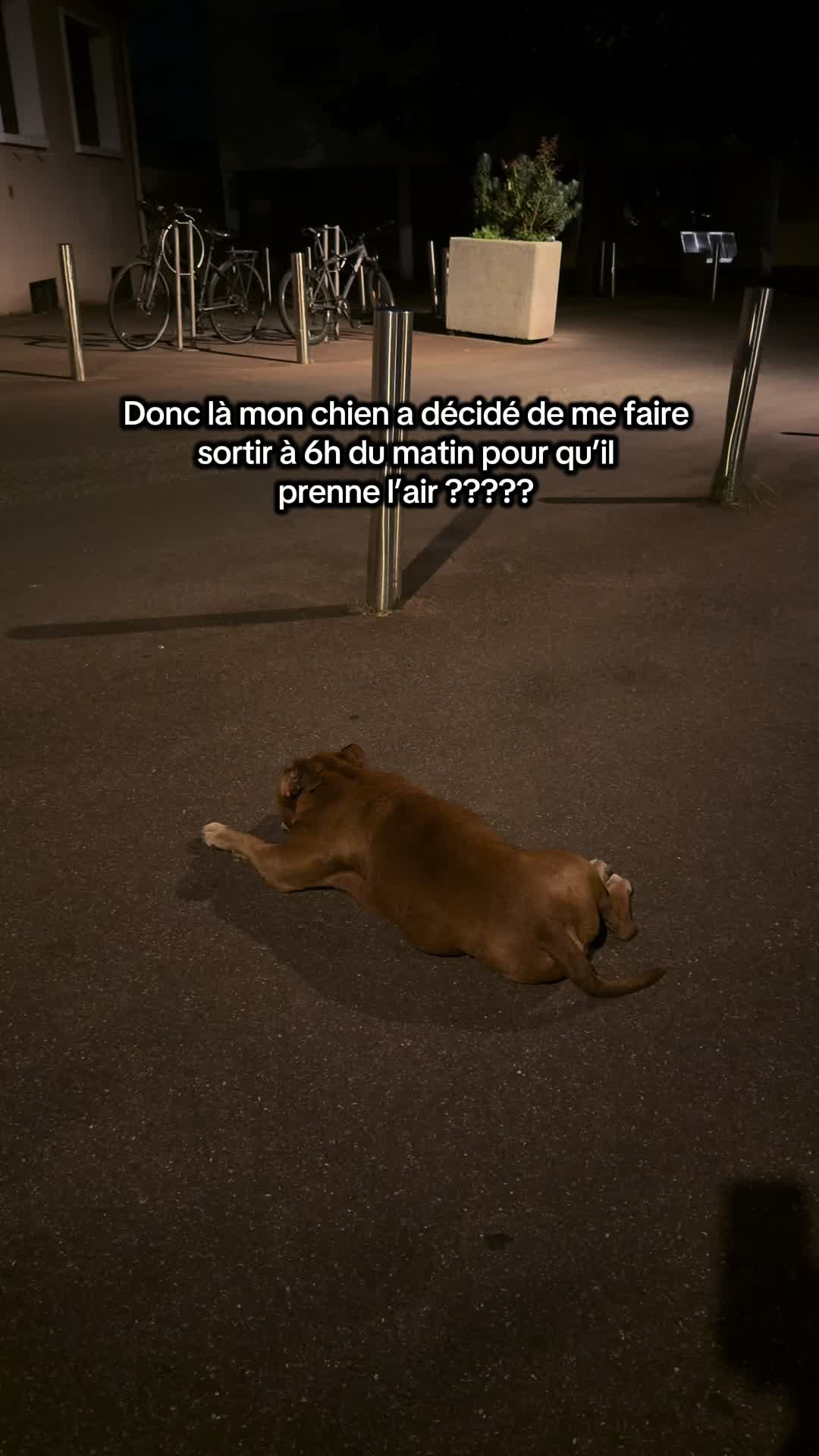 @🐾 Malki Red Star 🐾