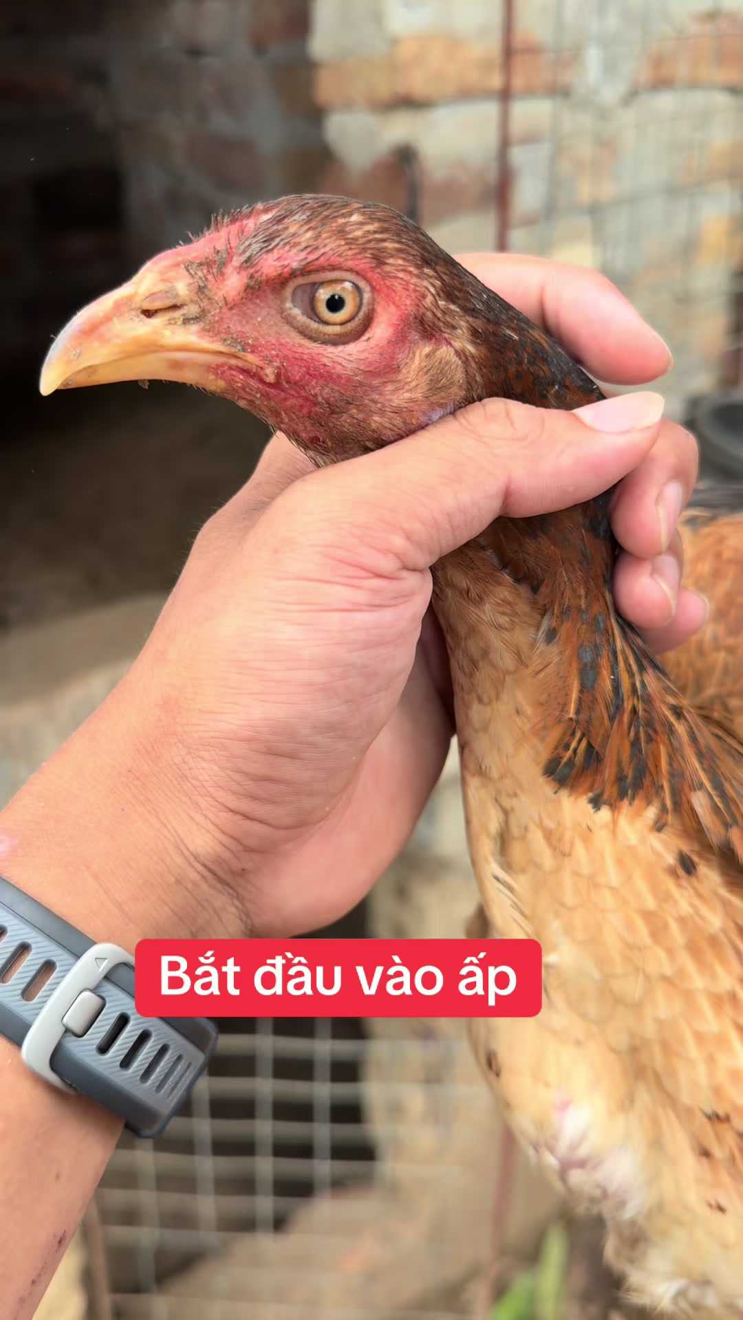 @Quyền Ba V&igrave;