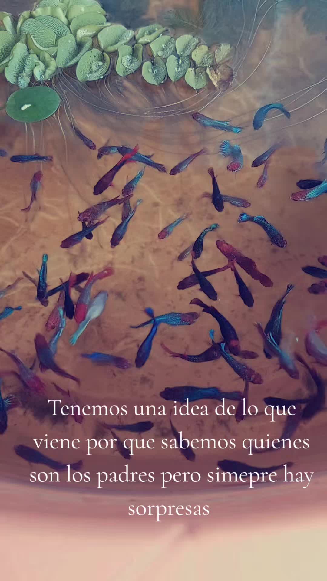 @kintsugibettas