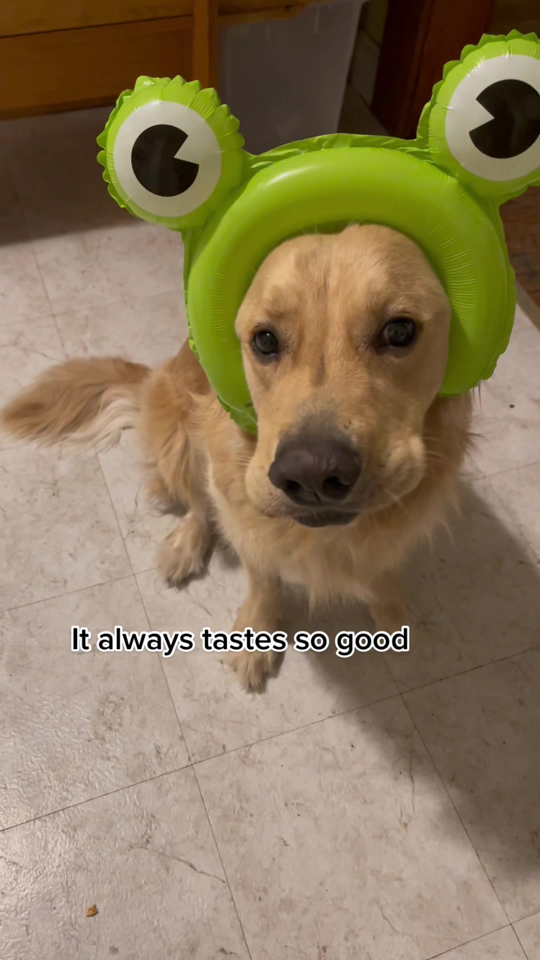 @Buddy the Golden 🦮😎