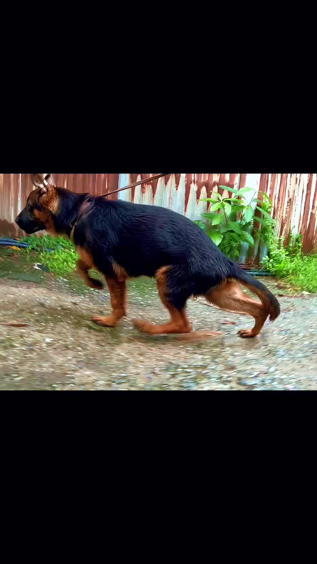 @Trại chó Becgie hoàng Minh