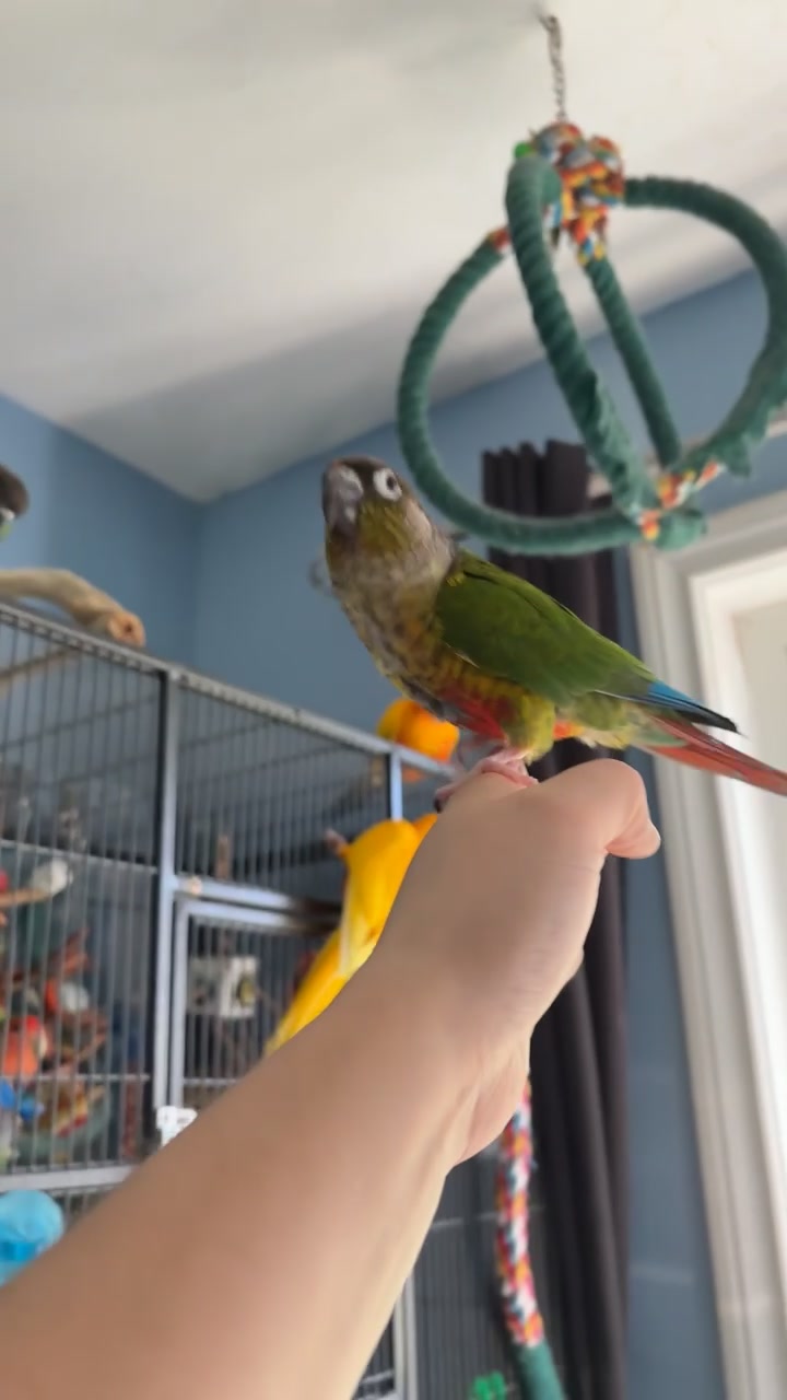@Bird_Tails