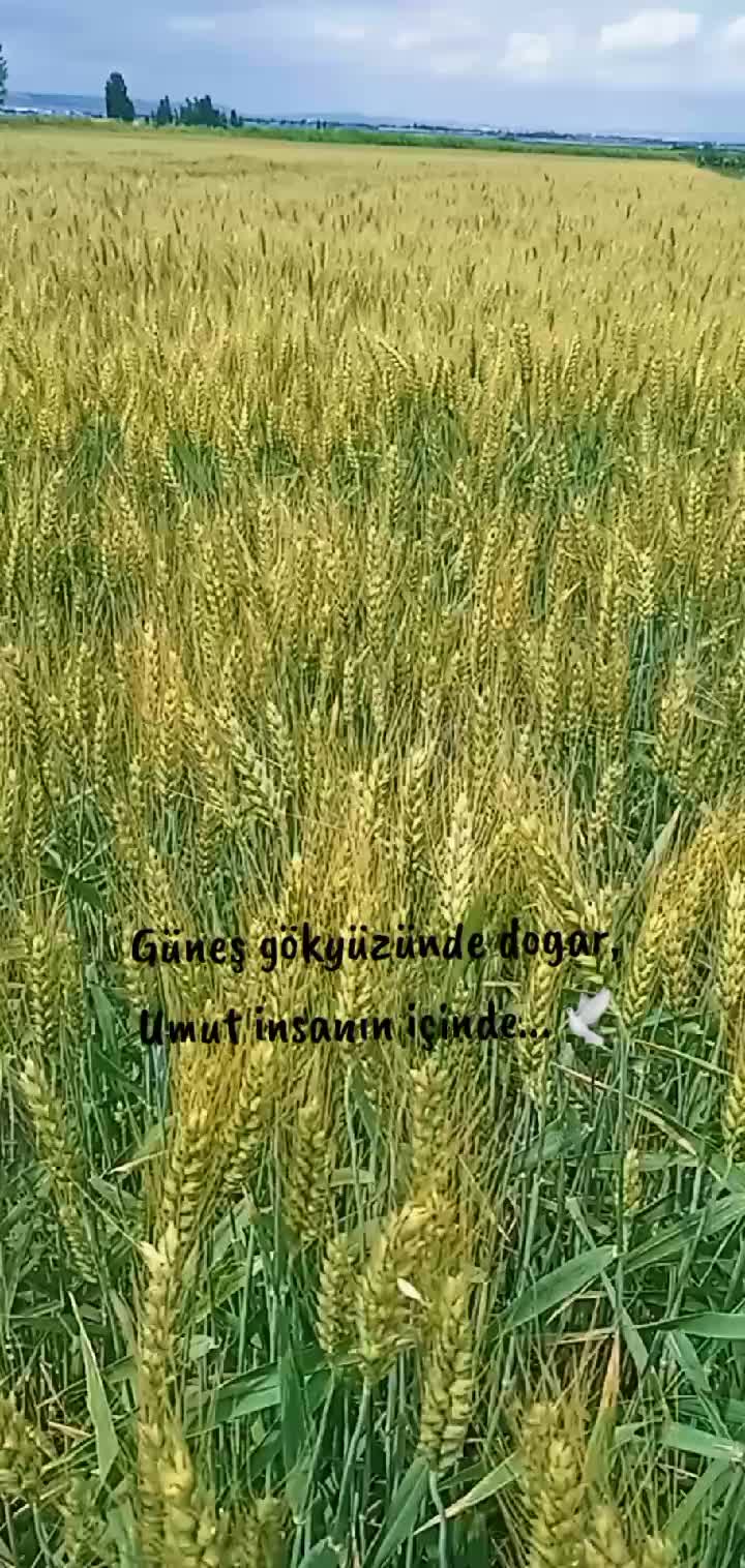 @hükümzüzz🕊
