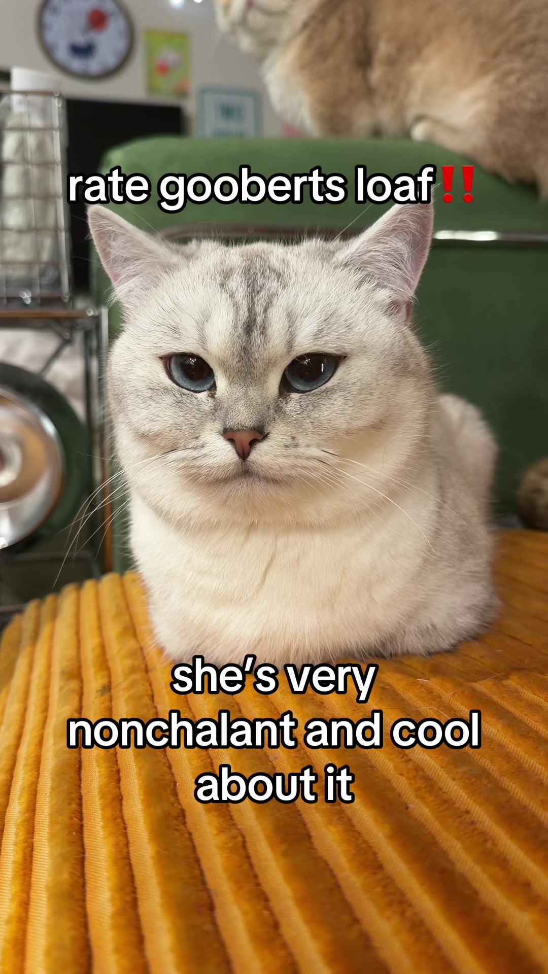 @honey butter chicken biscuit