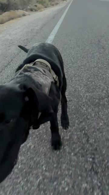 @TheadventuresofBronx&Boone