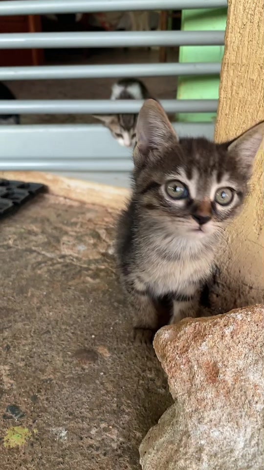 @CuteCat