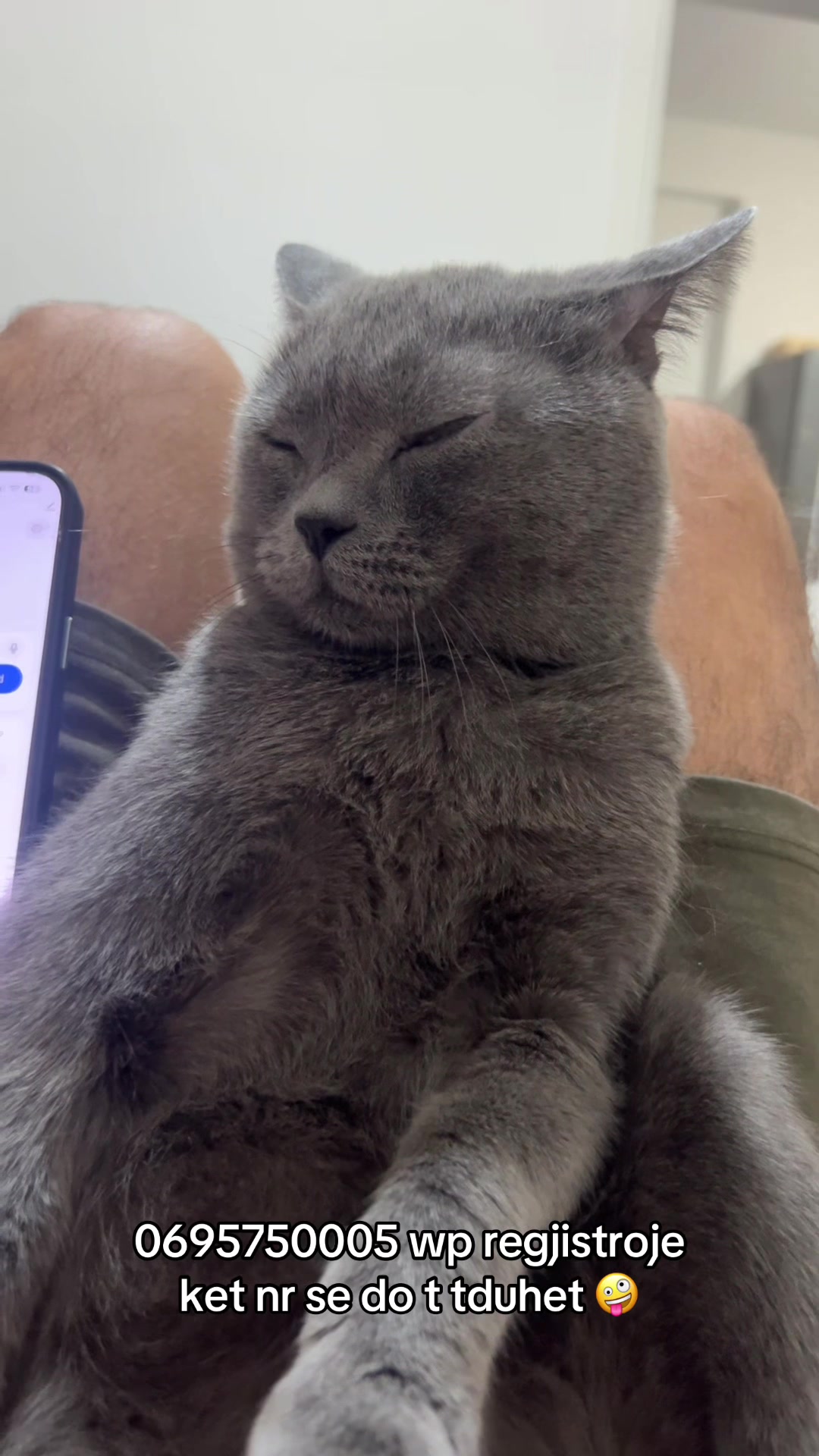 @angry_cat_shop