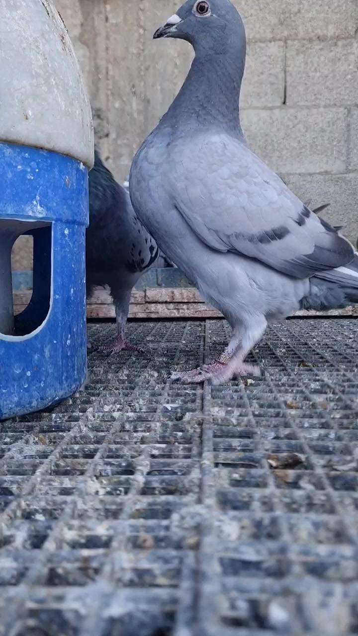 @Pigeons Tv