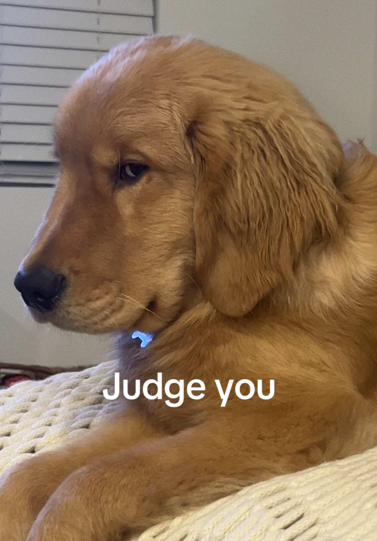 @Romeo the Retriever