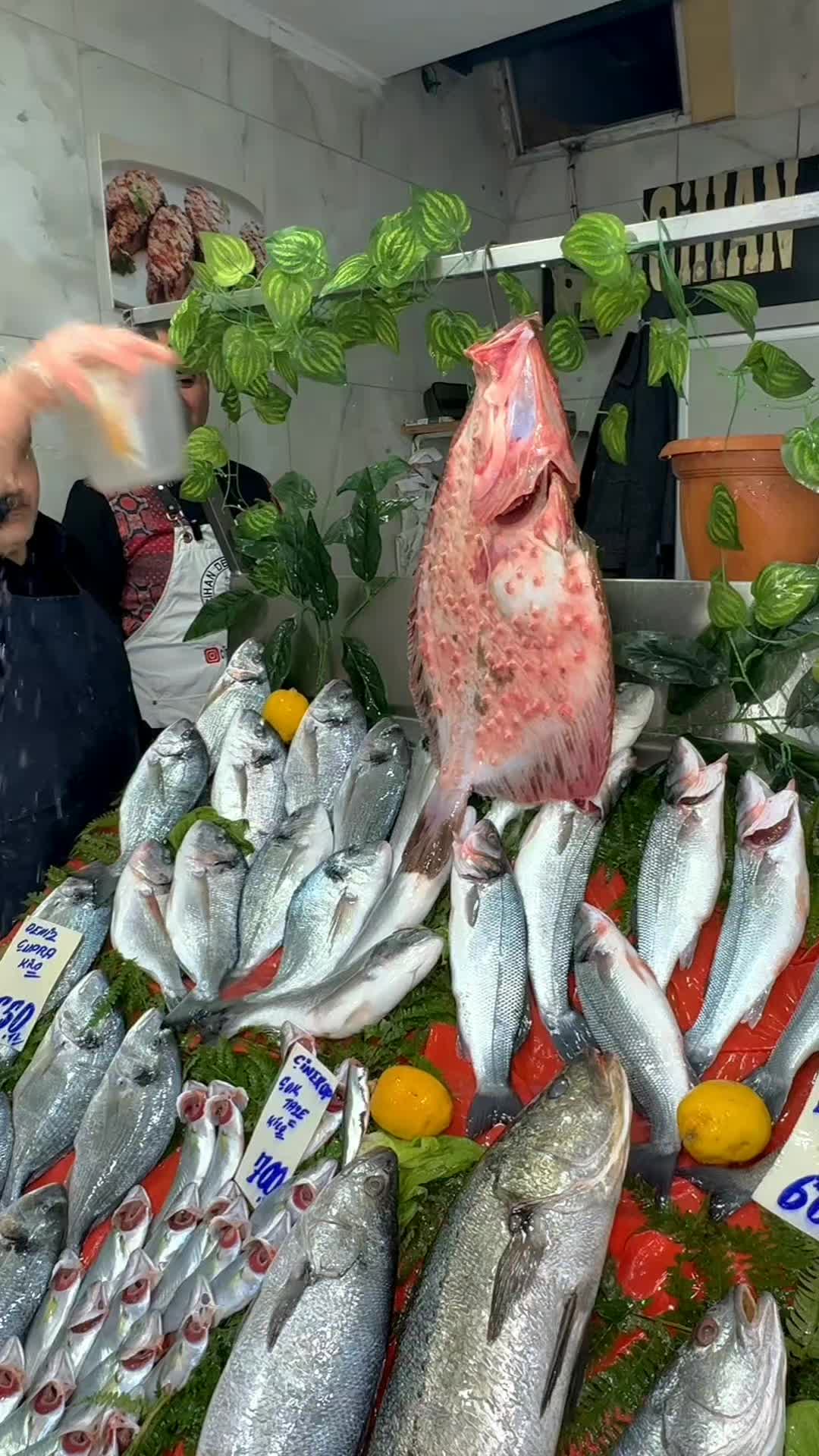@cihanderyabalikbah&ccedil;elievler