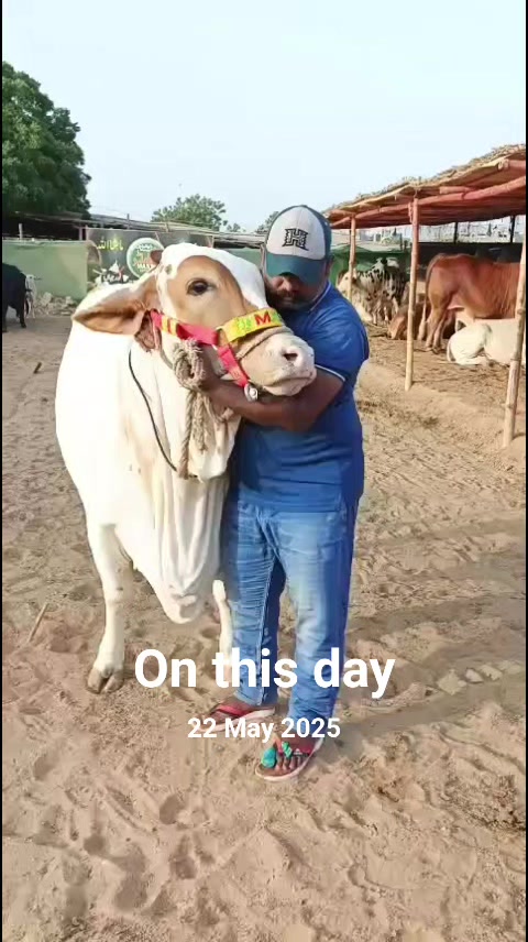 @Master Cattle Farm