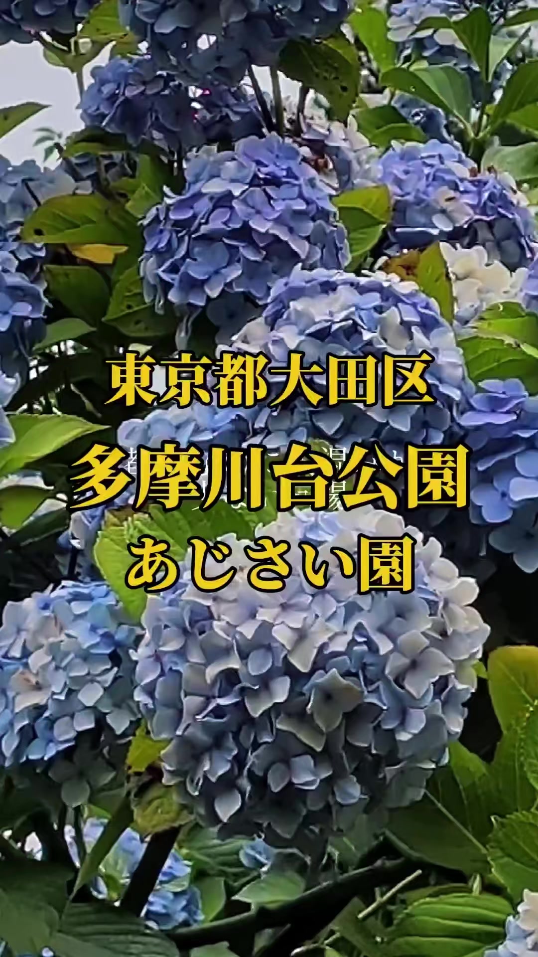 @🌸Shinomin🌸関東映えスポット巡り
