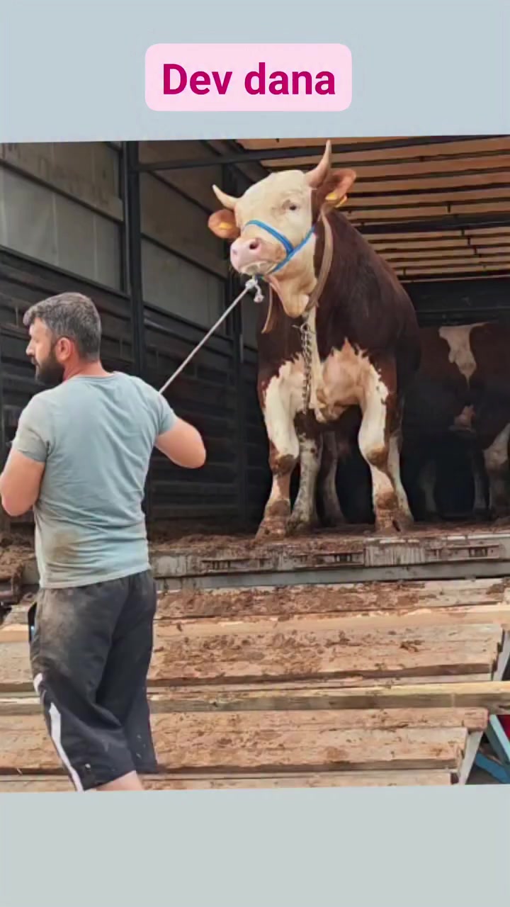 @Hayat Kareleri