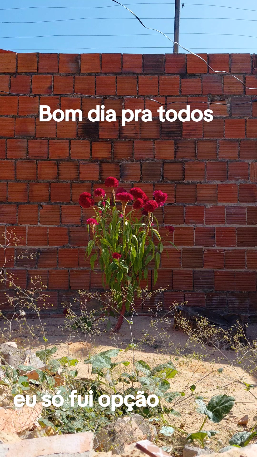@Joanete