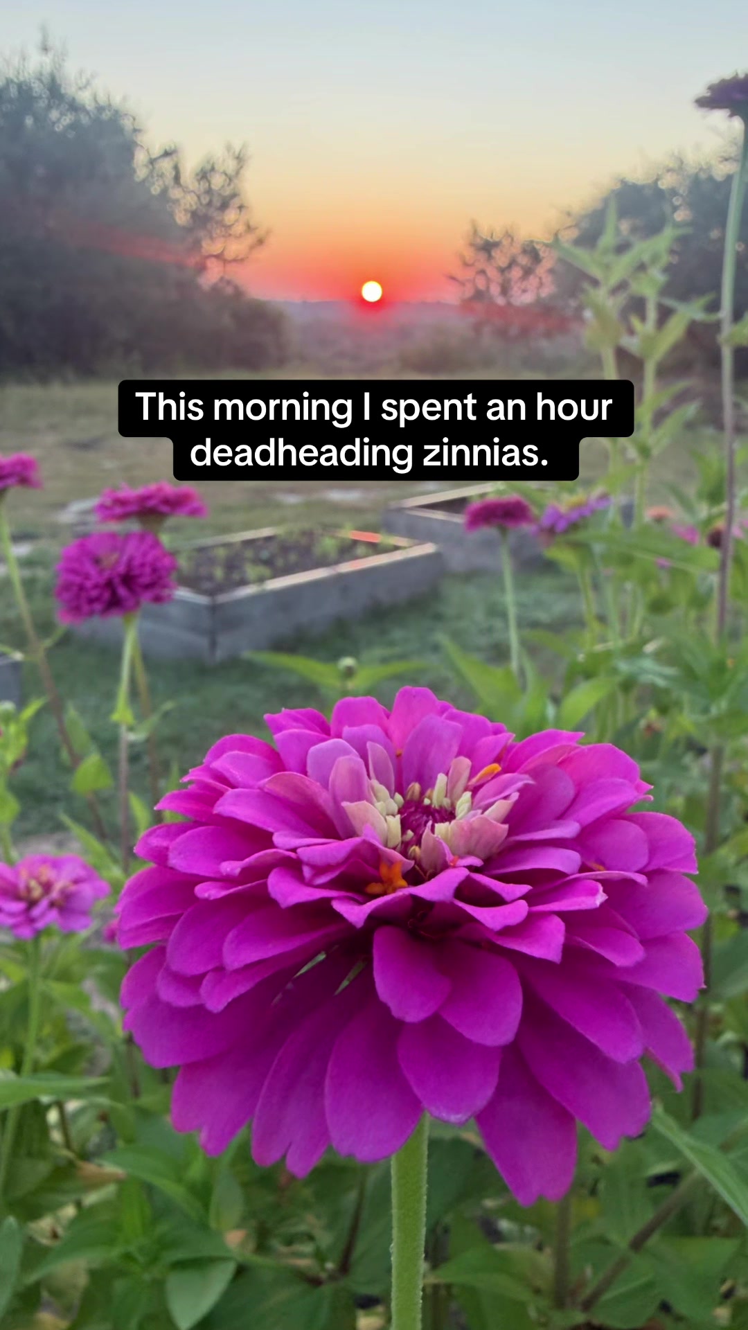 @Glasshouse TX Farmhouse Blooms